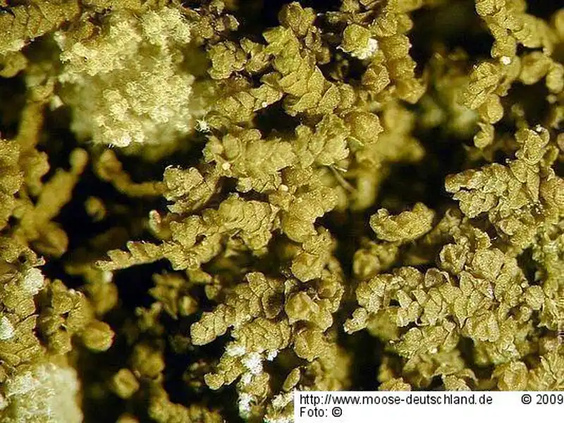 Gametophyt | Foto von Michael Lüth