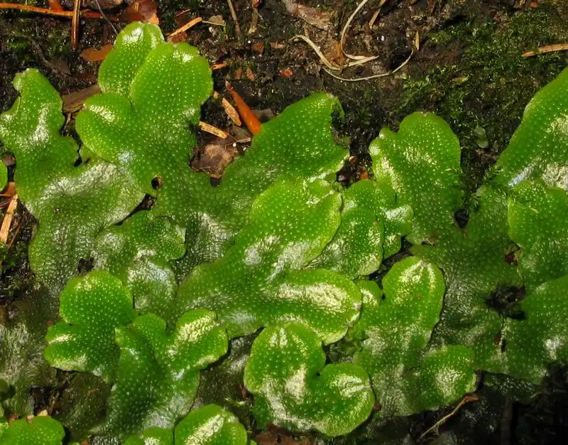 Habitus | Foto von Dr. Oliver Dürhammer