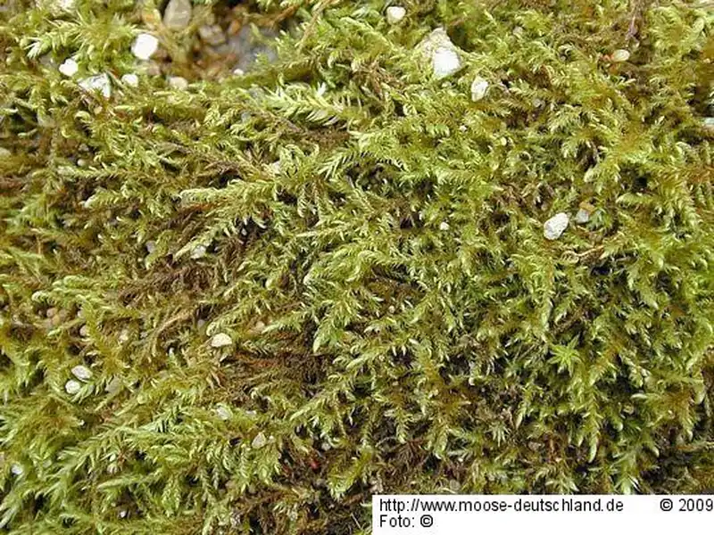Gametophyt | Foto von Michael Lüth