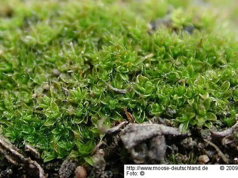 Fotografie Crossidium aberrans Holz. & E.B.Bartram