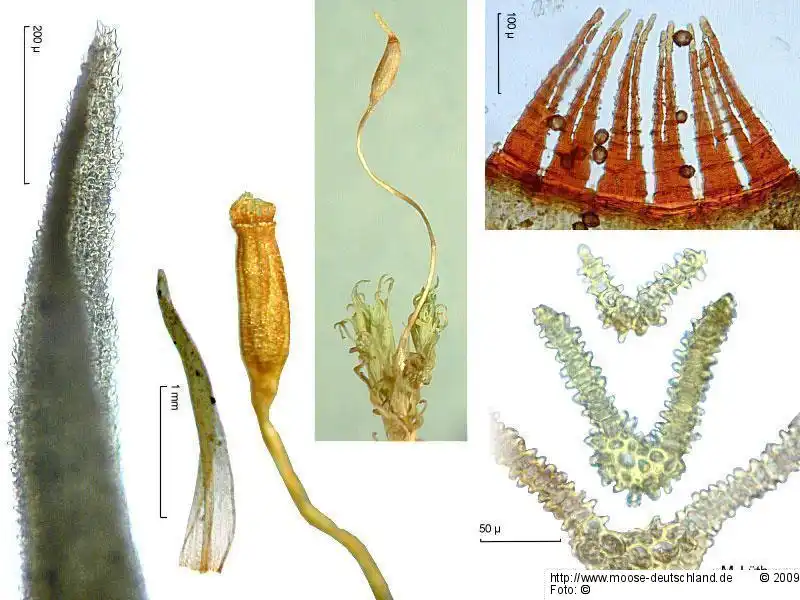 Bildtafel: Blatt, Sporophyt, Peristom, Blattquerschnitt | Foto von Michael Lüth