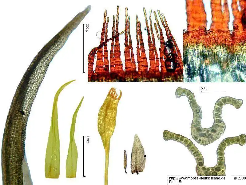 Bildtafel: Blatt, Sporophyt, Peristom, Blattquerschnitt | Foto von Michael Lüth
