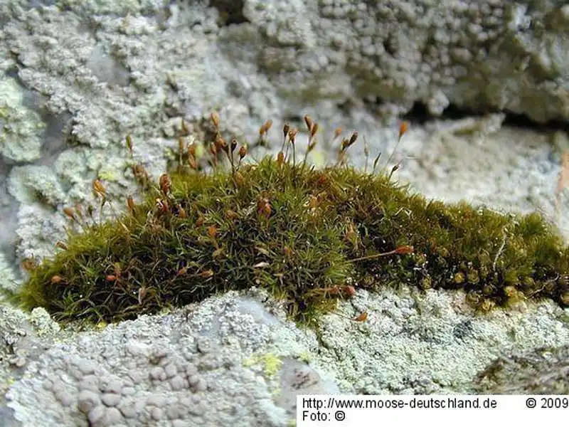 Fotografie Cynodontium bruntonii (Sm.) Bruch & Schimp.