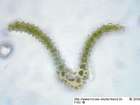 Cynodontium gracilescens (F.Weber & D.Mohr) Schimp.