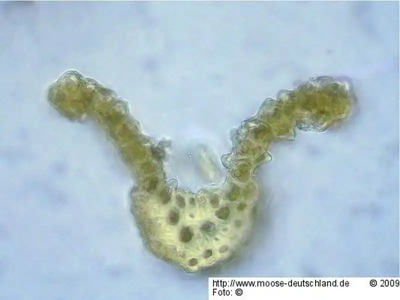 Fotografie Cynodontium polycarpon (Hedw.) Schimp. var. polycarpon