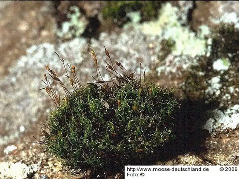 Fotografie Cynodontium strumiferum (Hedw.) Lindb.