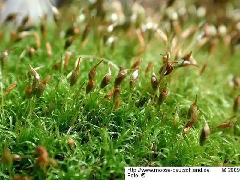 Fotografie Cynodontium tenellum (Schimp.) Limpr.