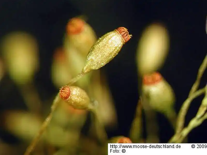 Sporophyt | Foto von Michael Lüth