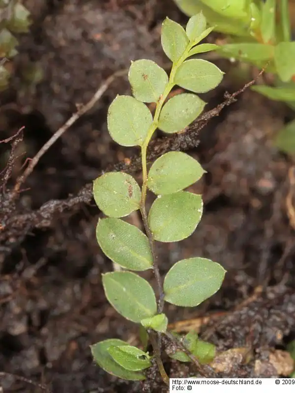 Fotografie Cyrtomnium hymenophylloides (Huebener) T.J.Kop.