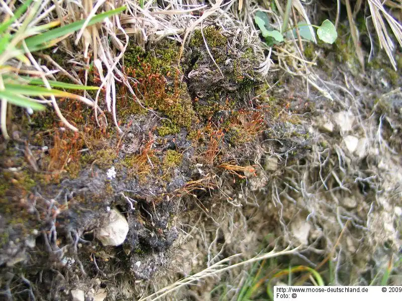 Fotografie Desmatodon latifolius (Hedw.) Brid.