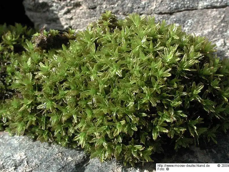 Fotografie Dialytrichia mucronata (Brid.) Broth.