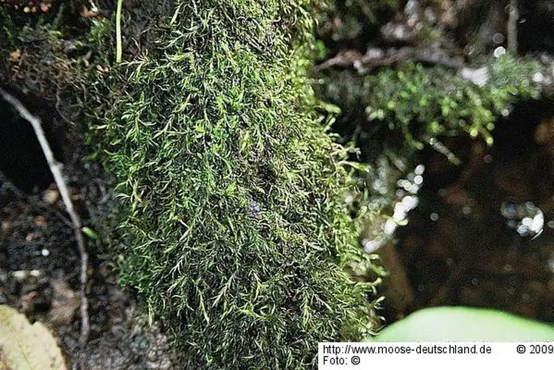 Fotografie Dichelyma capillaceum (Dicks.) Myrin