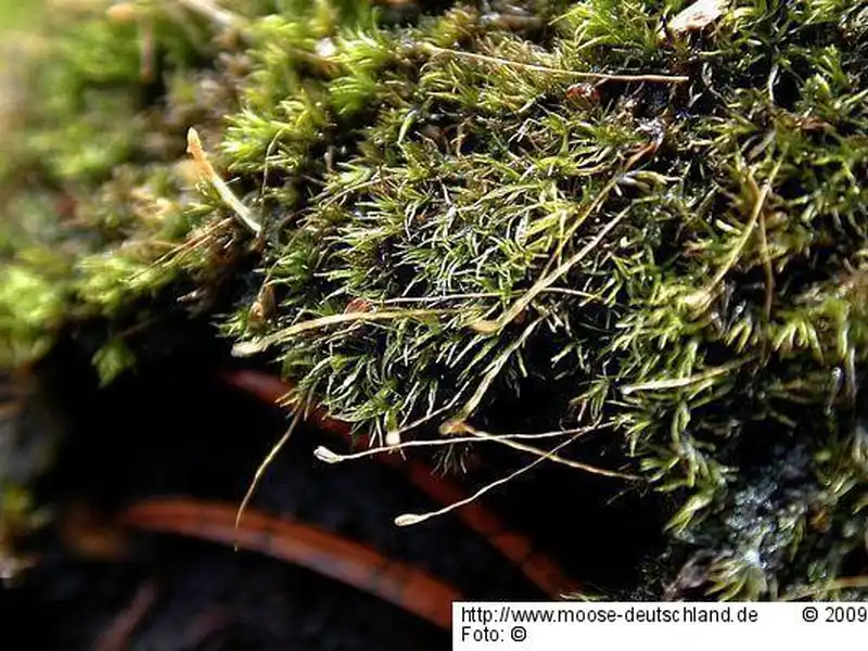 Habitus | Foto von Michael Lüth
