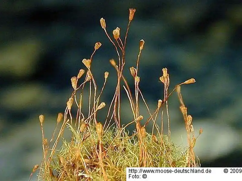 Fotografie Dicranella crispa (Hedw.) Schimp.