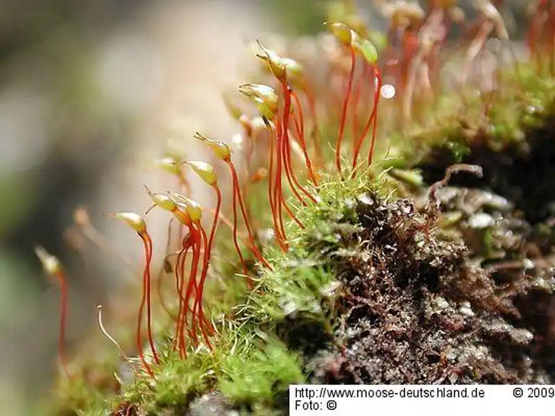 Fotografie Dicranella grevilleana (Brid.) Schimp.