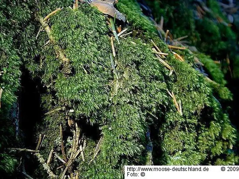 Fotografie Dicranella heteromalla (Hedw.) Schimp.