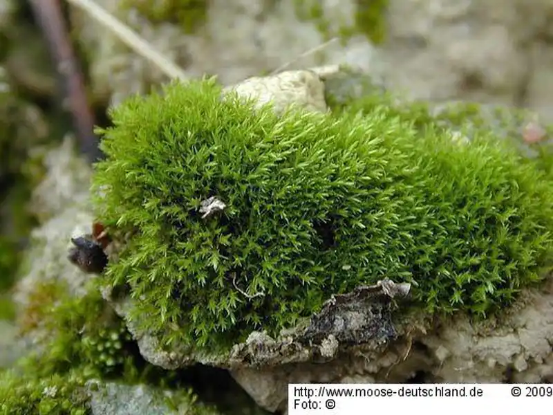 Gametophyt | Foto von Michael Lüth