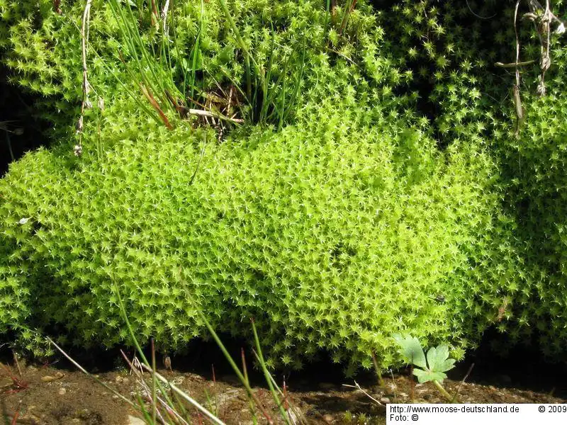 Fotografie Dicranella palustris (Dicks.) Crundw.