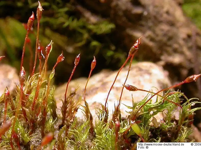 Fotografie Dicranella rufescens (Dicks.) Schimp.