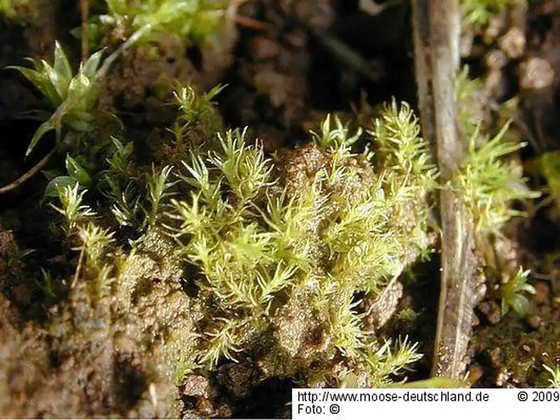 Habitus | Foto von Michael Lüth