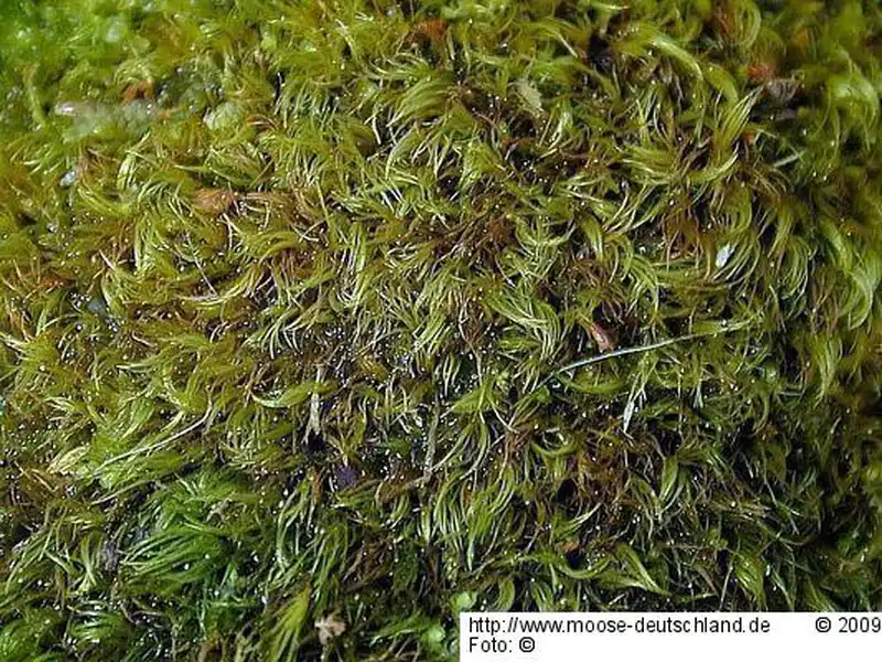 Gametophyt | Foto von Michael Lüth