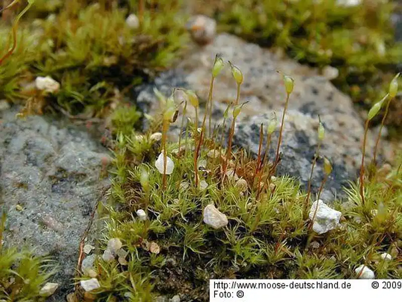 Fotografie Dicranella varia (Hedw.) Schimp.