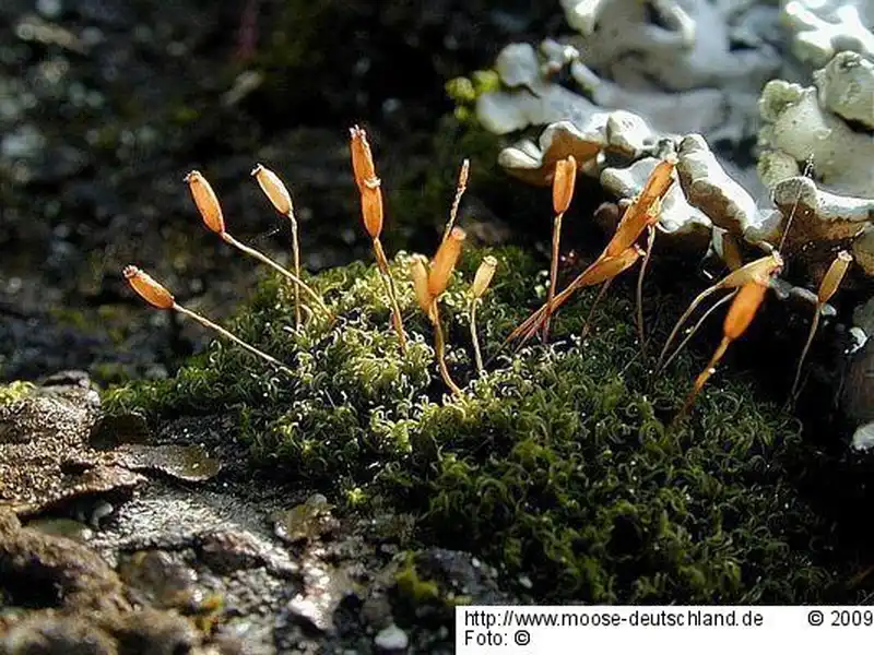 Fotografie Dicranoweisia cirrata (Hedw.) Lindb. ex Milde