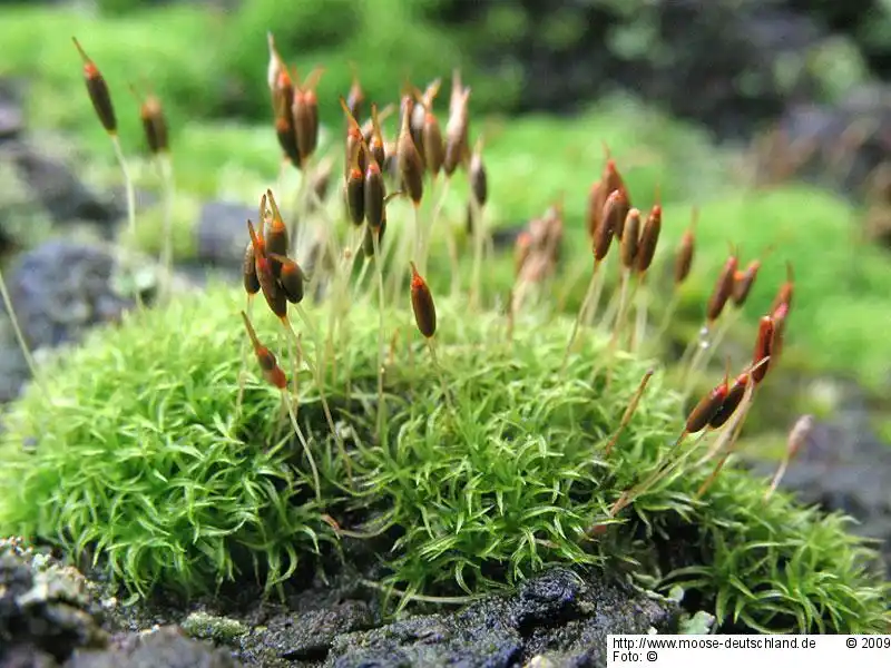 Habitus | Foto von Dr. Michael Schön