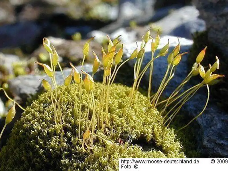 Fotografie Dicranoweisia compacta (Schwägr.) Schimp.