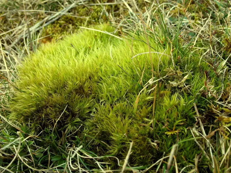 Fotografie Dicranum muehlenbeckii Bruch & Schimp.