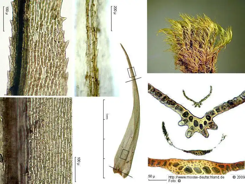 Bildtafel: Blatt, Habitus, Blattquerschnitt | Foto von Michael Lüth