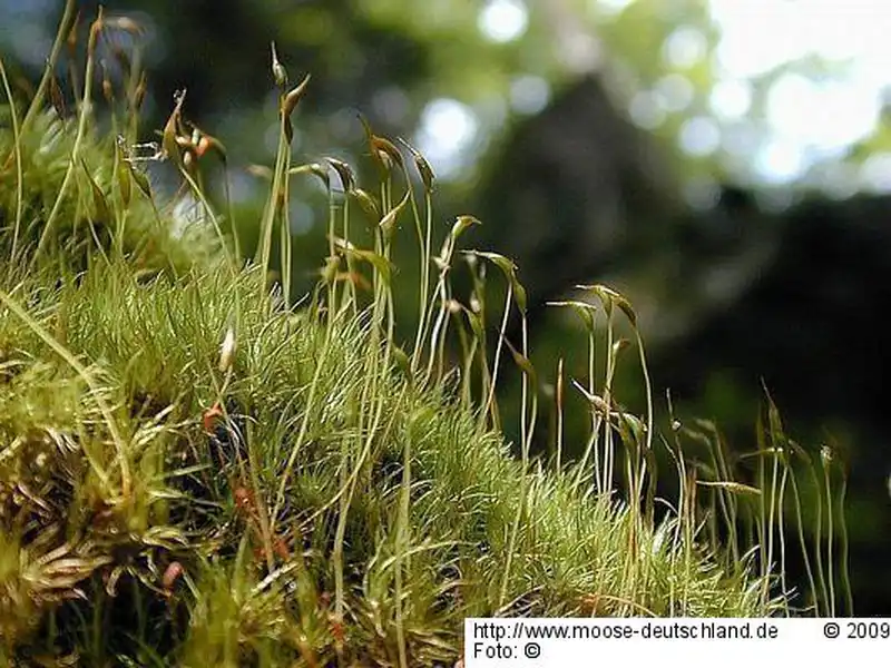 Fotografie Dicranum scoparium Hedw.