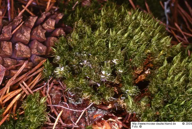 Fotografie Dicranum spurium Hedw.