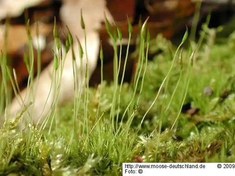 Fotografie Dicranum tauricum Sapjegin