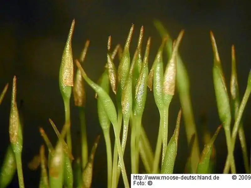 Sporophyt | Foto von Michael Lüth