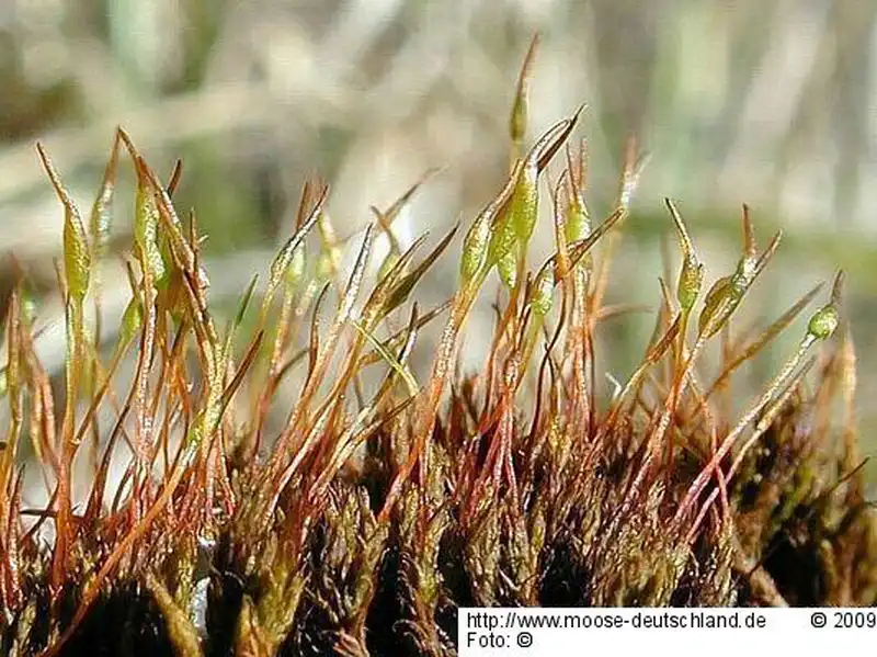 Fotografie Didymodon acutus (Brid.) K.Saito