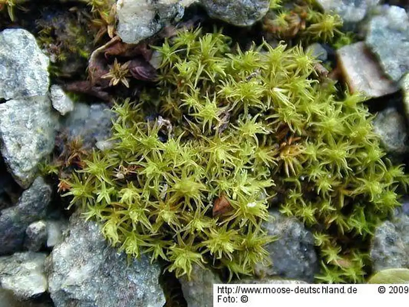 Fotografie Didymodon fallax (Hedw.) R.H.Zander