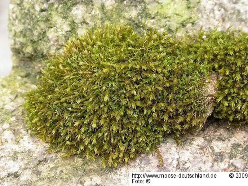 Fotografie Didymodon luridus Hornsch.