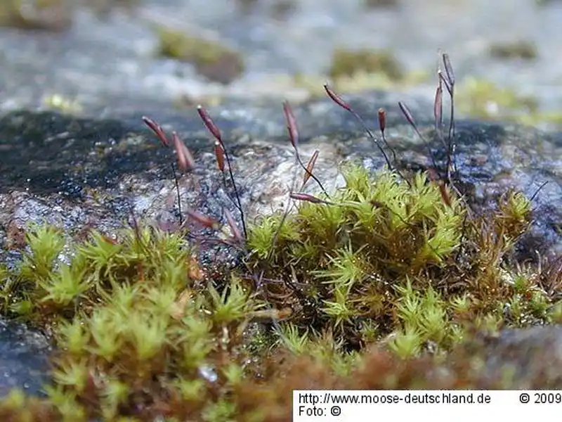 Fotografie Didymodon spadiceus (Mitt.) Limpr.