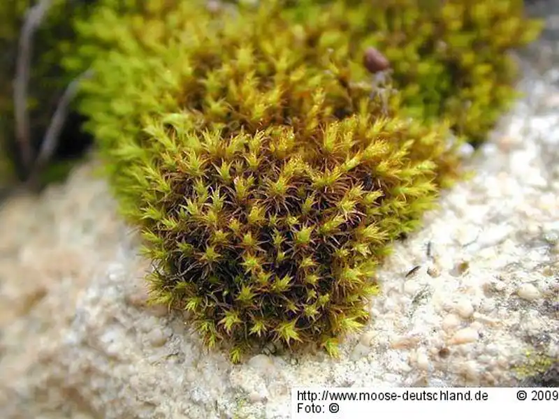 Fotografie Didymodon vinealis (Brid.) R.H.Zander