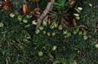 Diphyscium foliosum (Hedw.) D.Mohr
