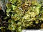 Diplophyllum obtusifolium (Hook.) Dumort.