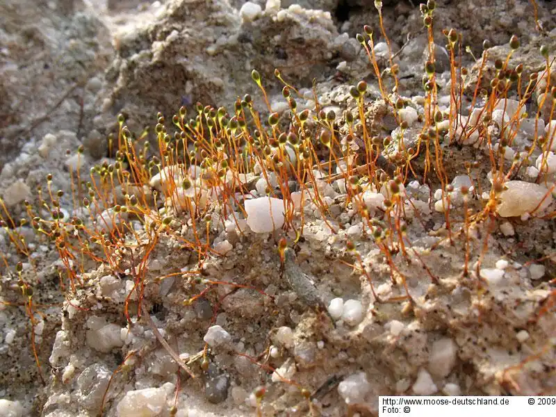 Habitus | Foto von Dr. Michael Schön