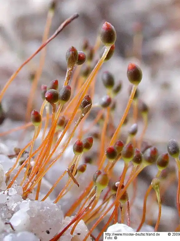 Habitus | Foto von Dr. Michael Schön