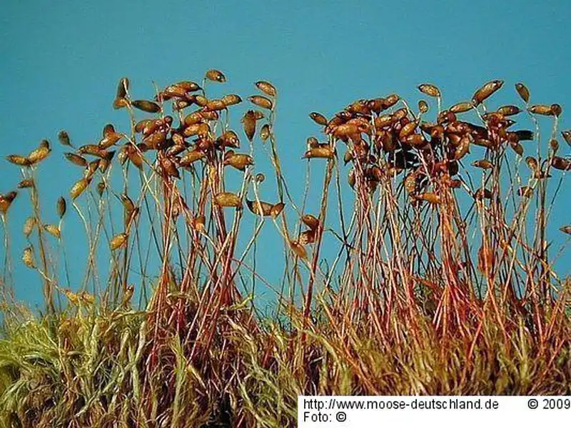 Fotografie Distichium inclinatum (Hedw.) Bruch & Schimp.