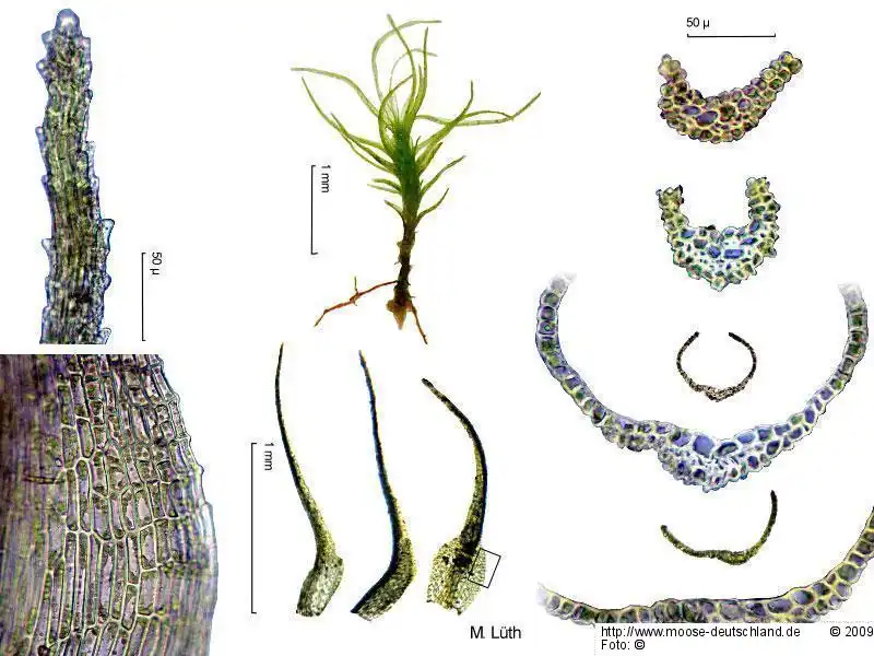 Fotografie Ditrichum cylindricum (Hedw.) Grout