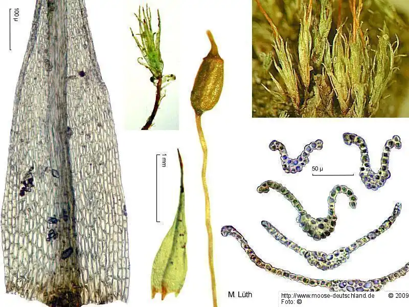 Bildtafel: Blatt, Habitus, Sporophyt, Blattquerschnitte | Foto von Michael Lüth
