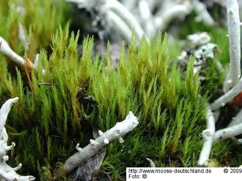 Gametophyt | Foto von Michael Lüth