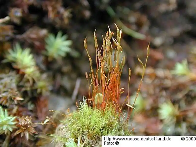 Habitus | Foto von Michael Lüth