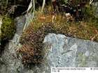 Ditrichum lineare (Sw.) Lindb.